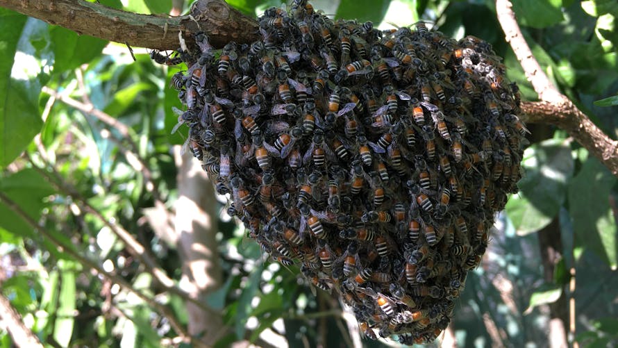 Un essaim d'abeilles