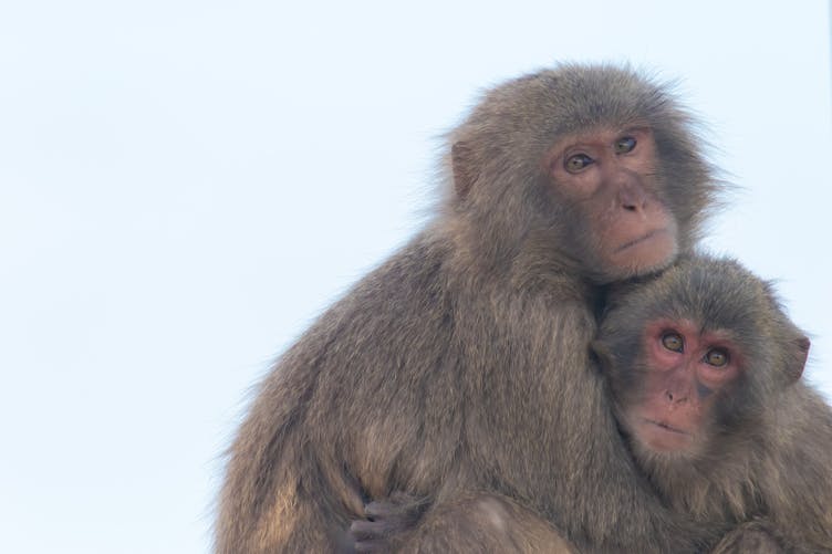 Couple de singes, macaques se faisant un câlin 