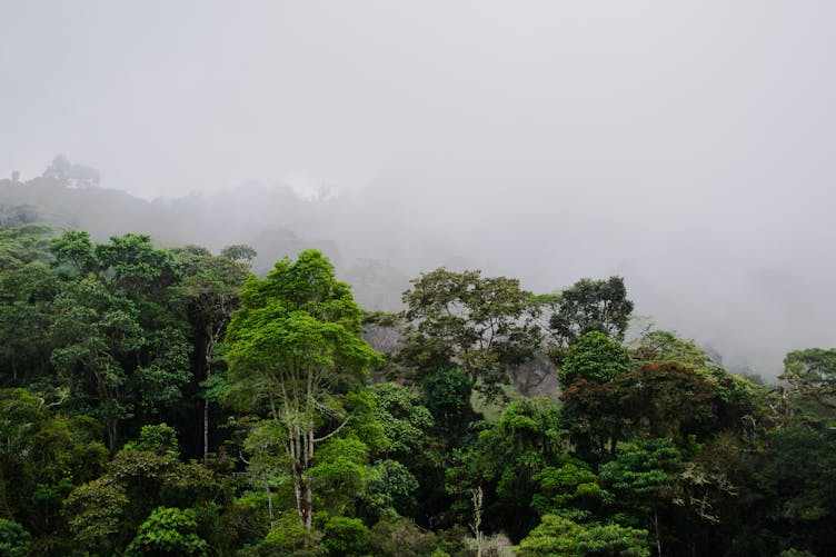Une vue de la forêt amazonienne en Colombie, dans le brouillard.