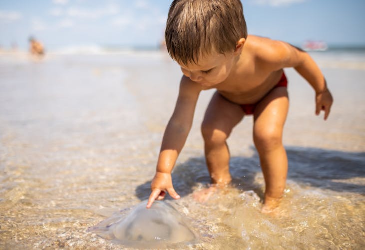 Méduses tueuses : un bébé touche une méduse sur une plage.