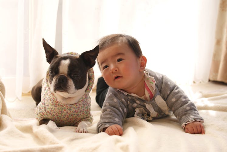 La rencontre entre un chien et le nouveau-né de la maison fait fondre la toile