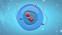 Bientôt un utérus artificiel chez l’homme ? La FDA Américaine y réfléchit