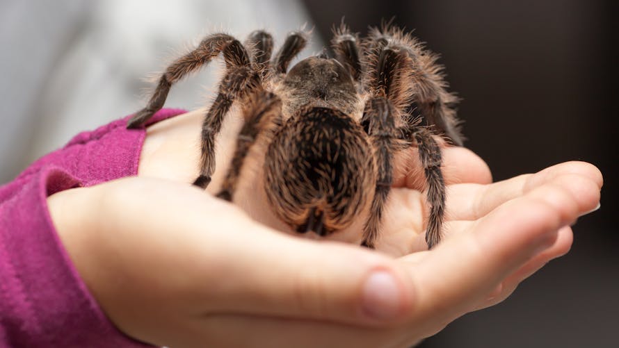 « Ce n’était pas une simple grippe » : une fillette mordue par une araignée échappe de peu à la mort 