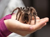« Ce n’était pas une simple grippe... » : une fillette mordue par une araignée échappe de peu à la mort