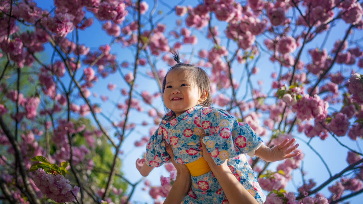 La fleur de cerisier : délicatesse, beauté, bien-être et poésie