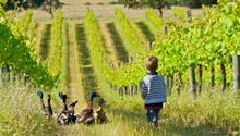 Leucémie chez les enfants : habiter à proximité de vignes augmente le risque, selon une étude