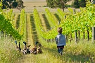Leucémie chez les enfants : habiter à proximité de vignes augmente le risque, selon une étude