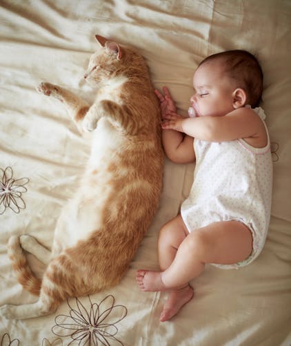 Chat et bébé : nos conseils pour une cohabitation harmonieuse et sécurisée