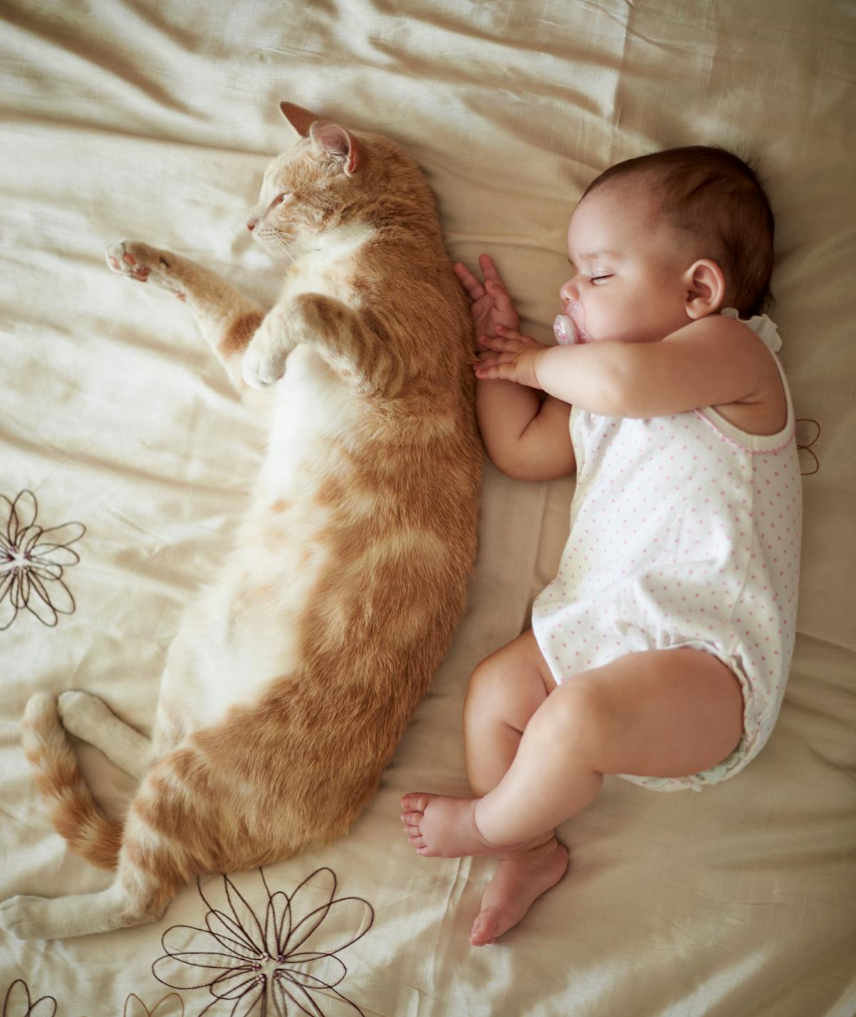 Famille de chats avec femme et enfant