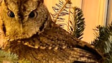 Une famille découvre un bébé hibou niché dans leur sapin de Noël (Vidéo)