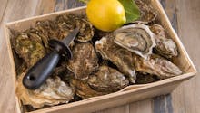 Intoxications alimentaires : après celles du bassin d’Arcachon, ces huîtres de Normandie ne doivent pas être consommées