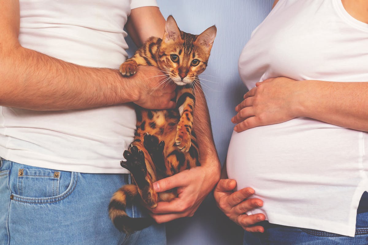 Tout sur la transmission de la toxoplasmose Parents