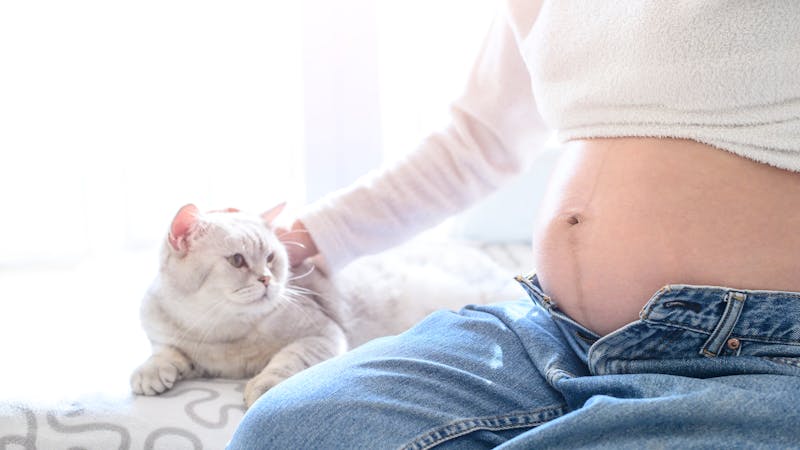 Chat, grossesse et toxoplasmose : quels dangers pour la future maman ?