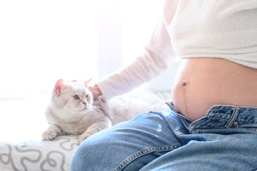 Chat, grossesse et toxoplasmose : quels dangers pour la future maman ?