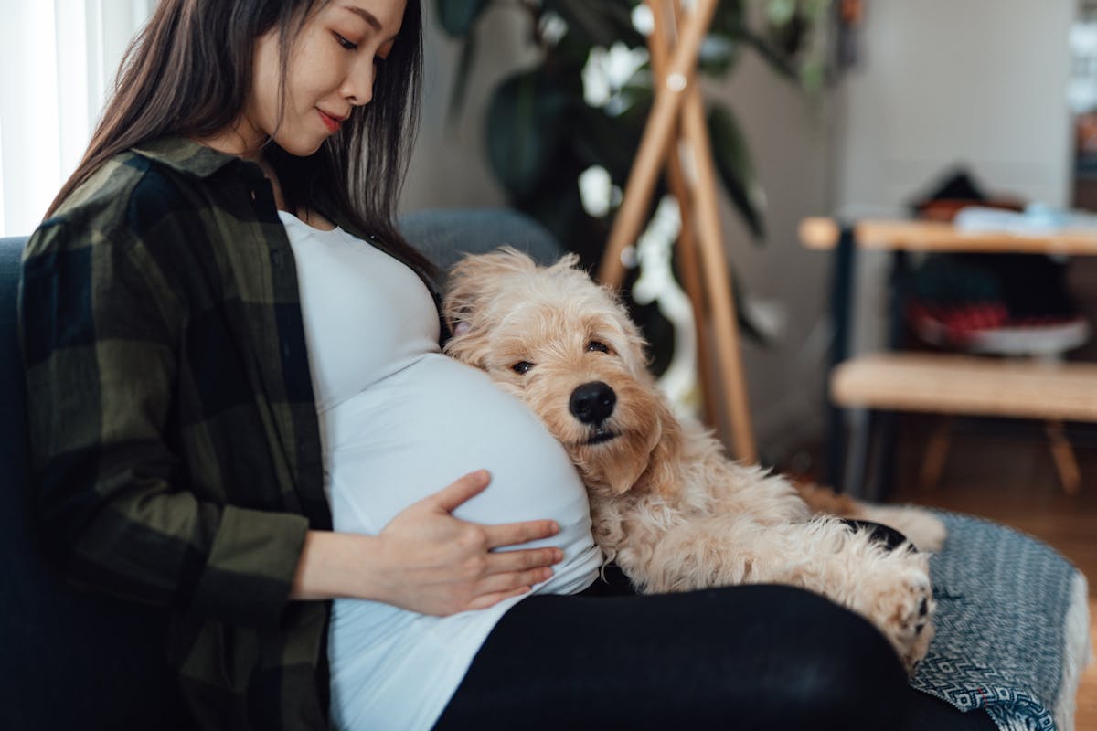 Mon chien est-il capable de savoir que je suis enceinte ? | PARENTS.fr