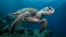 8 enfants décèdent après avoir mangé de la tortue de mer