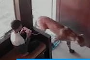 Le sang-froid épatant d’un enfant de 12 ans qui se retrouve nez-à-nez face à un léopard (vidéo)