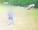 Des enfants s'acharnent sur un mouton puis le tuent devant des adultes hilares, la vidéo crée un immense scandale