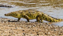 Une maman jette son fils handicapé de 6 ans dans une rivière de crocodiles