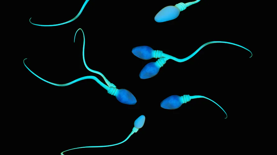 T ratospermie Tout Sur Cette Anomalie Spermatique Parents fr t-ratospermie-tout-sur-cette-anomalie-spermatique-parents-fr