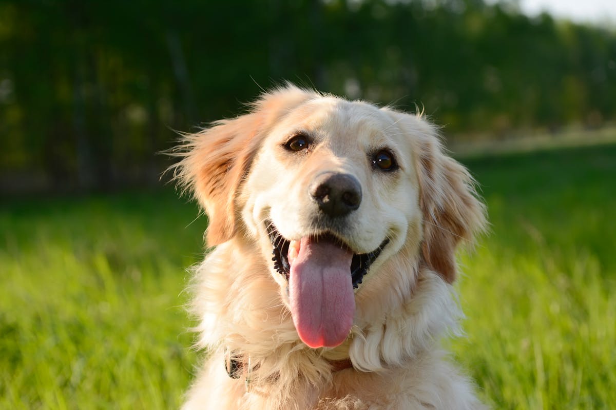 « Mon chien, ce héros ! » : un Golden Retriever retrouve un enfant de 3 ans disparu