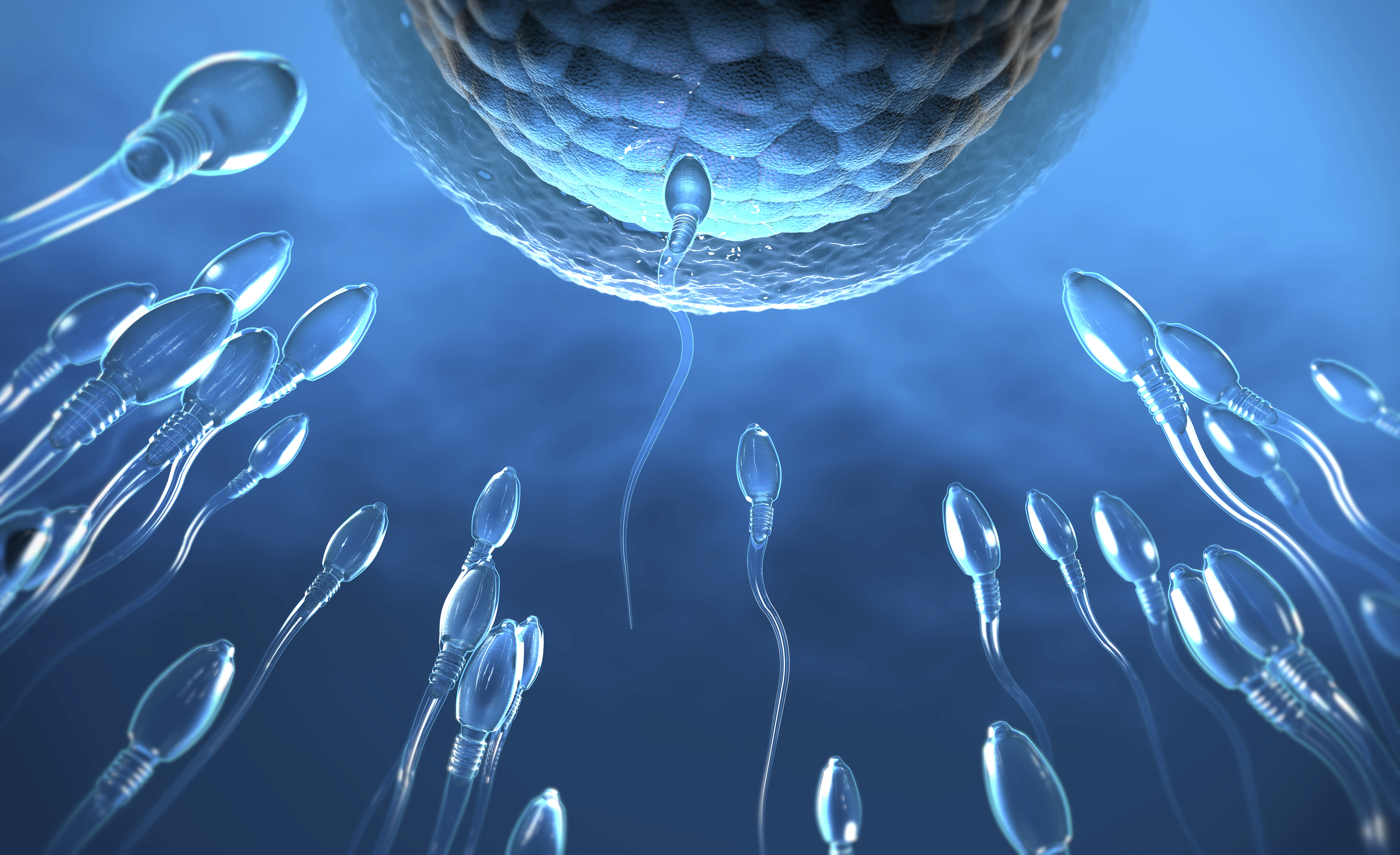 Des étudiants ont organisé la toute première course de spermatozoïdes à ...