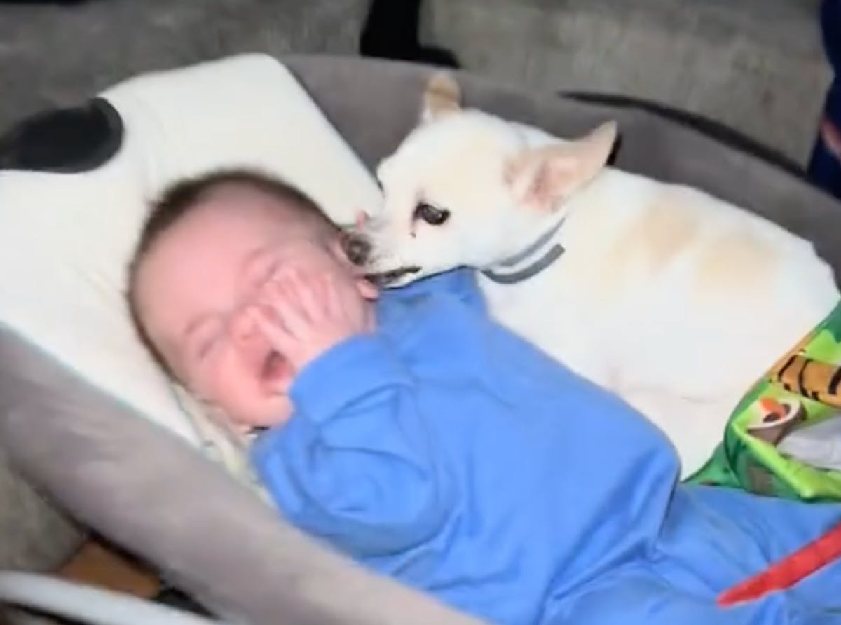 Vous n'allez pas croire ce que cette chienne a fait en entendant le bébé pleurer