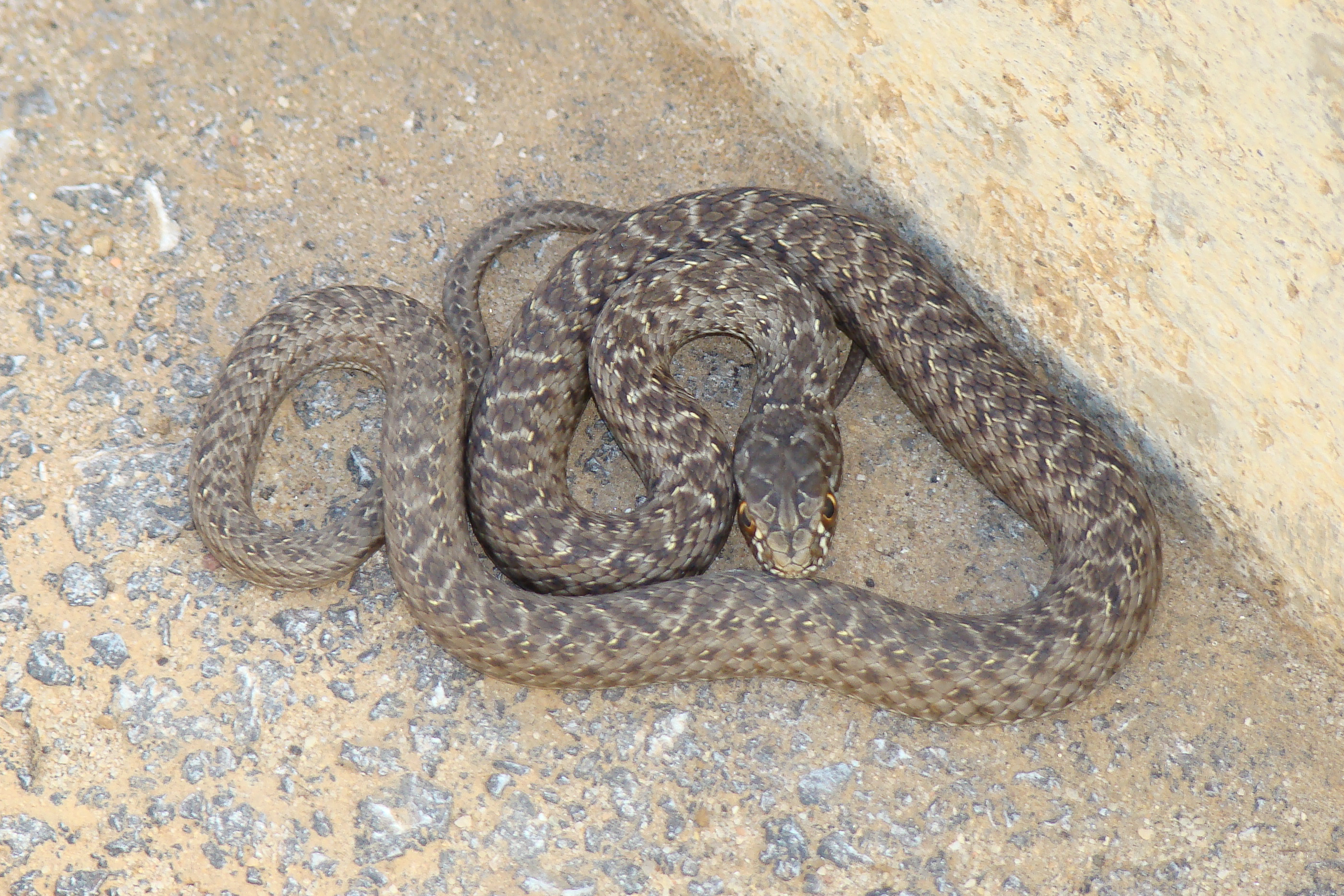 Serpent au lycée : une couleuvre sème la panique le jour du bac philo !