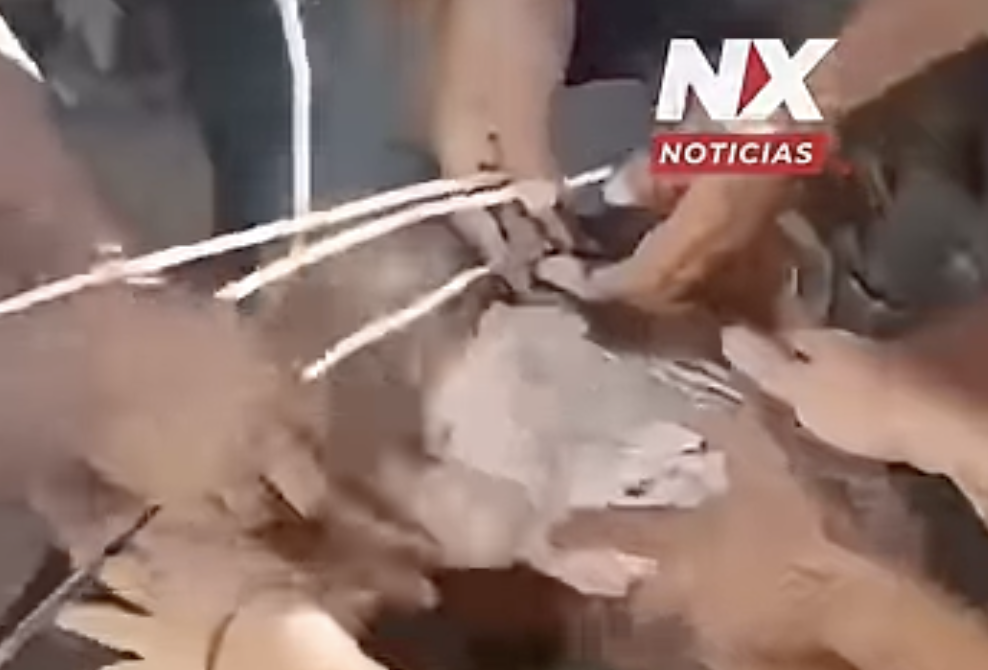 « Le bébé a recommencé à respirer » : l’incroyable sauvetage qui redonne espoir à la Colombie apèrs le séisme