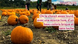 Le Potimarron Un Allie Pour L Hiver Parents Fr Le Potimarron Un Allie Pour L Hiver Parents Fr
